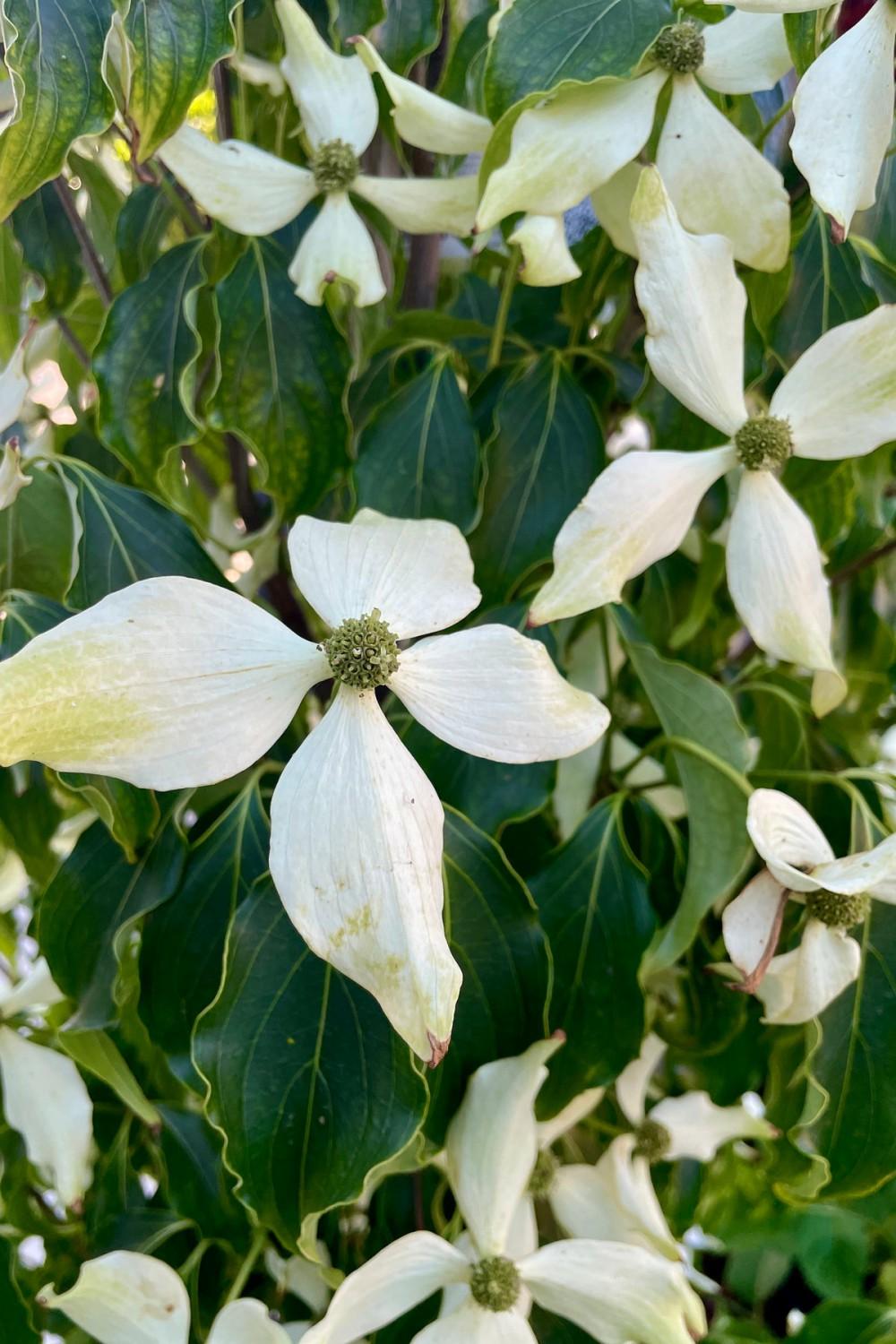 Outdoor Garden |   Cornus Kousa ‘Greensleeves’ #6 Garden Outdoor Garden