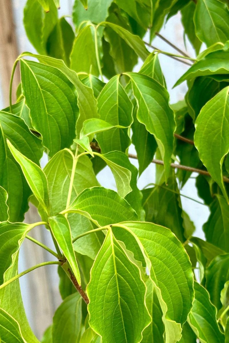 Outdoor Garden |   Cornus Kousa “Kousa Dogwood” #7 Garden Outdoor Garden