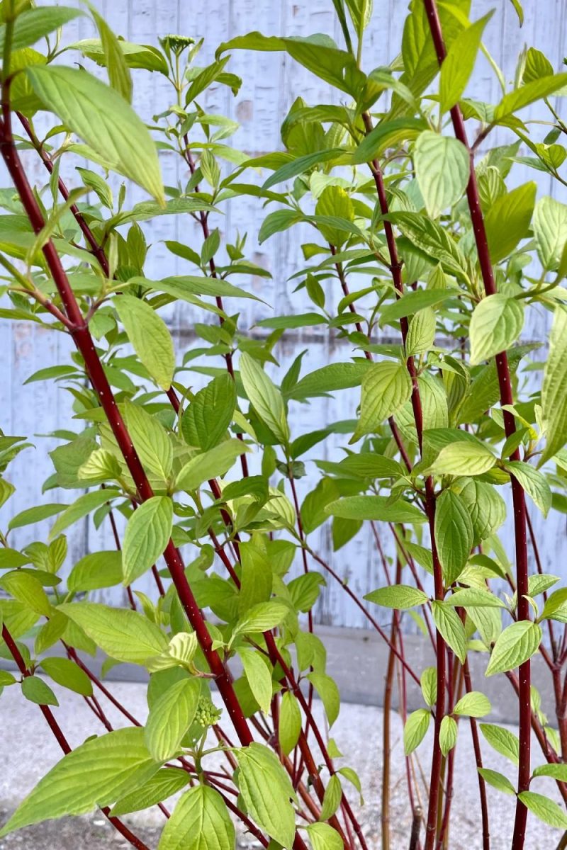 Outdoor Garden |   Cornus S. ‘Baileyi’ “Red Twig Dogwood” #5 Garden Outdoor Garden