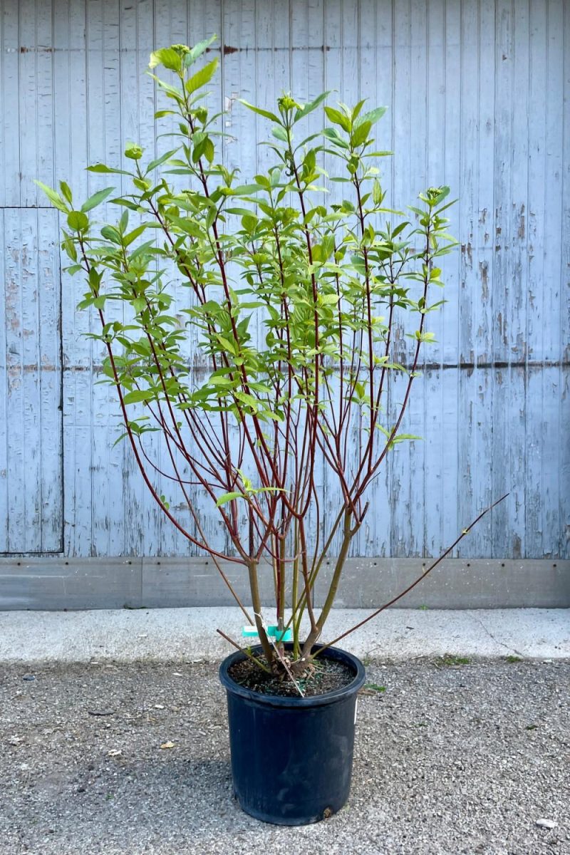 Outdoor Garden |   Cornus S. ‘Baileyi’ “Red Twig Dogwood” #5 Garden Outdoor Garden