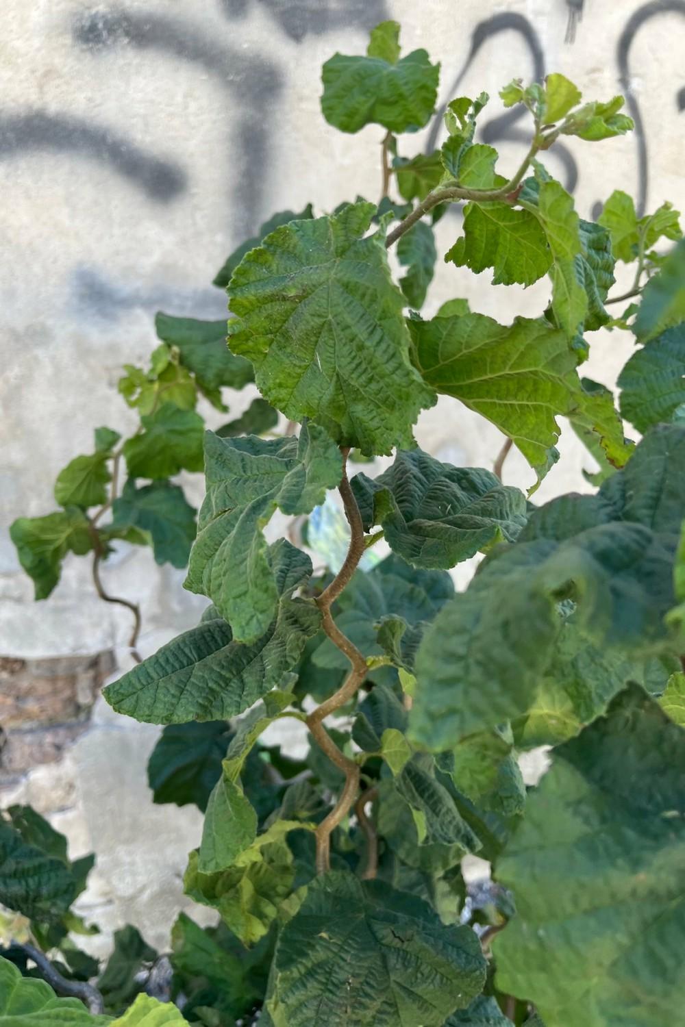 Outdoor Garden |   Corylus A ‘Contorta’ #7 Garden Outdoor Garden