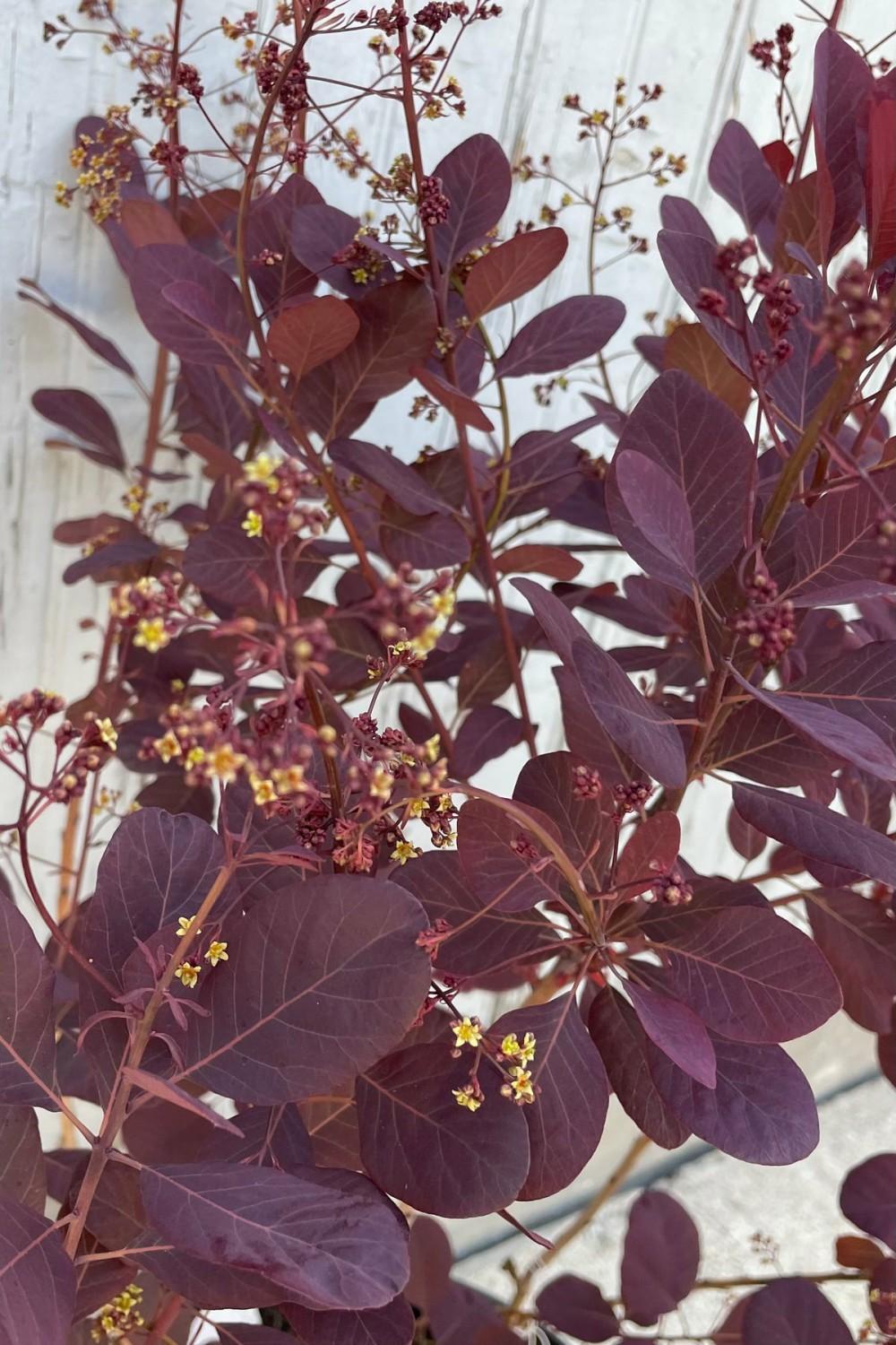 Outdoor Garden |   Cotinus C. ‘Winecraft Black’ #3 Garden Outdoor Garden