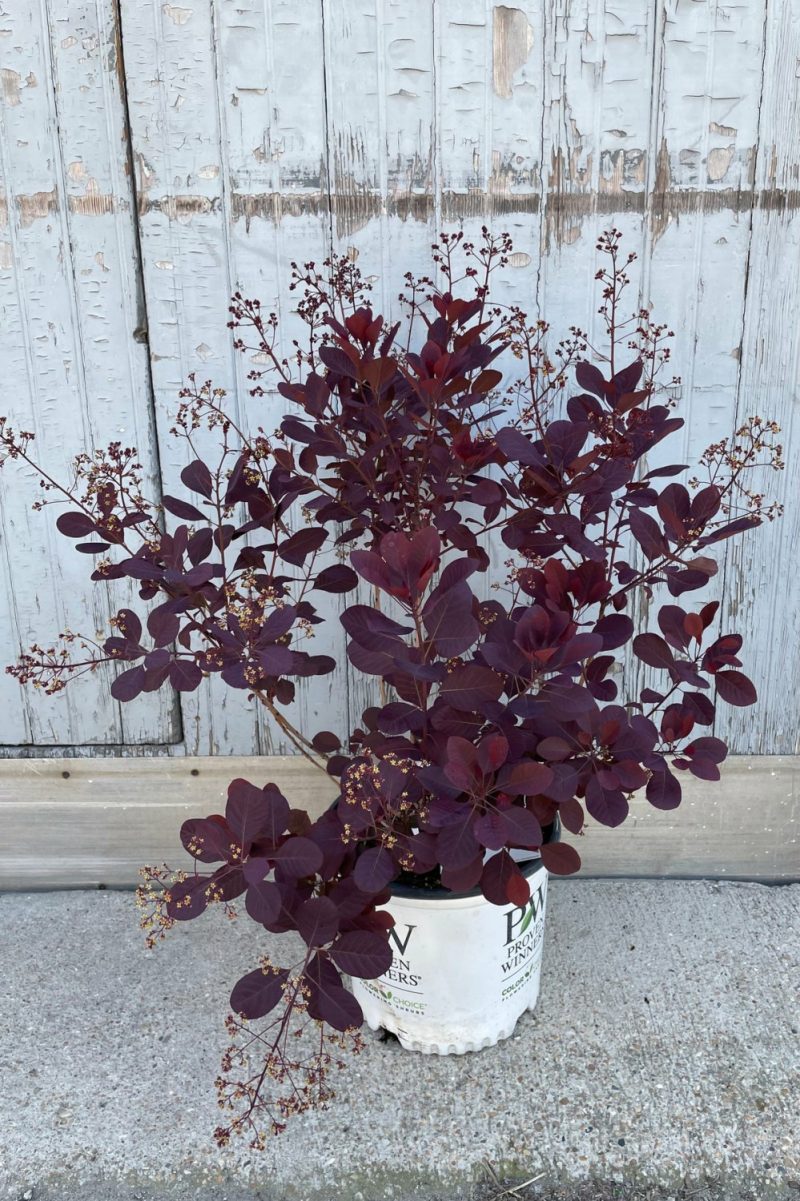 Outdoor Garden |   Cotinus C. ‘Winecraft Black’ #3 Garden Outdoor Garden