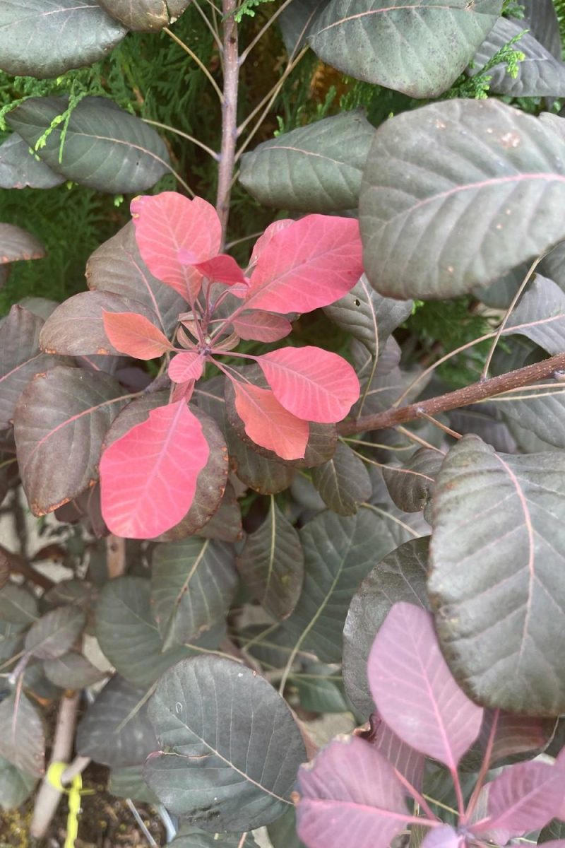 Outdoor Garden |   Cotinus C. ‘Winecraft Black’ #3 Garden Outdoor Garden