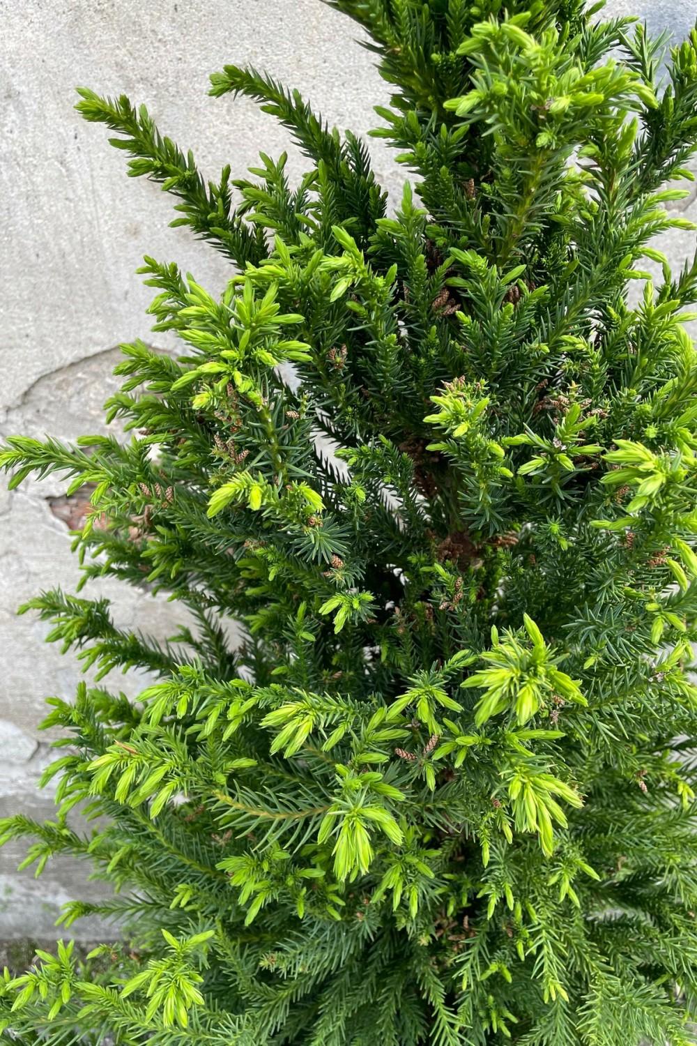 Outdoor Garden |   Cryptomeria Japonica ‘Black Dragon’ #6 Garden Outdoor Garden