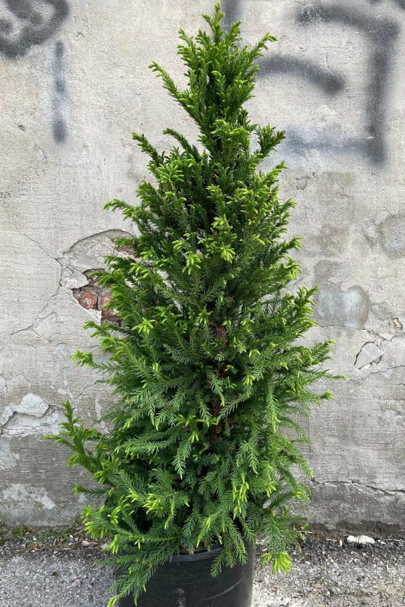 Outdoor Garden |   Cryptomeria Japonica ‘Black Dragon’ #6 Garden Outdoor Garden