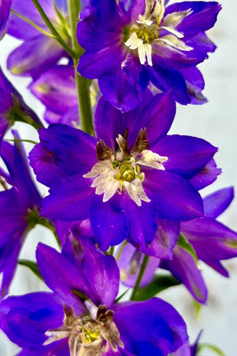 Outdoor Garden |   Delphinium ‘Black Knight’ #1 Garden Outdoor Garden