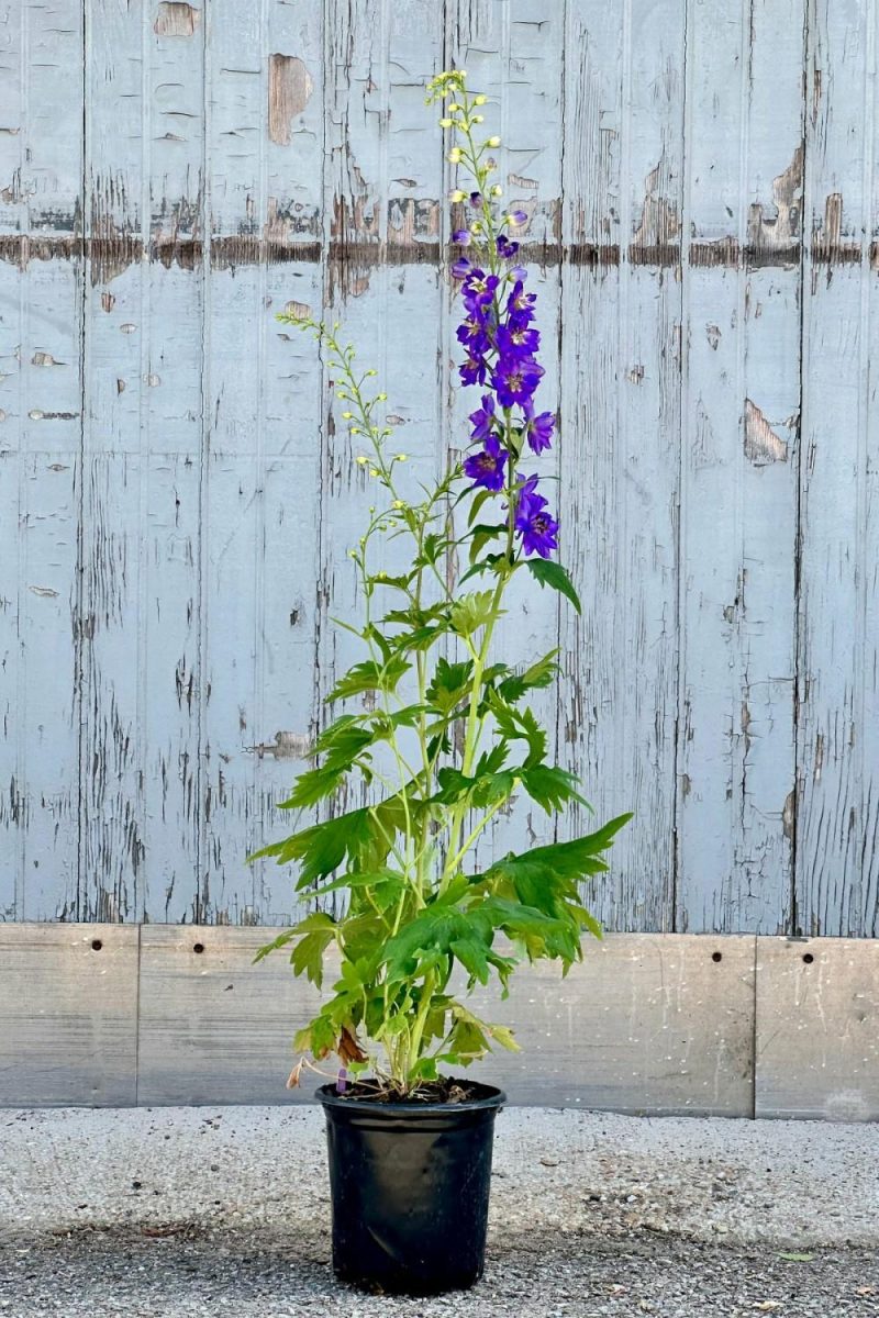 Outdoor Garden |   Delphinium ‘Black Knight’ #1 Garden Outdoor Garden