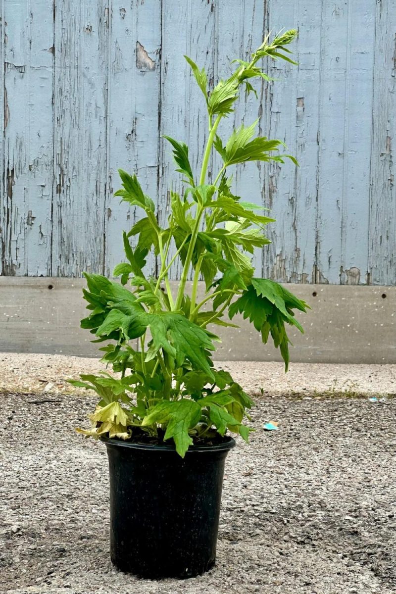 Outdoor Garden |   Delphinium ‘Black Knight’ #1 Garden Outdoor Garden