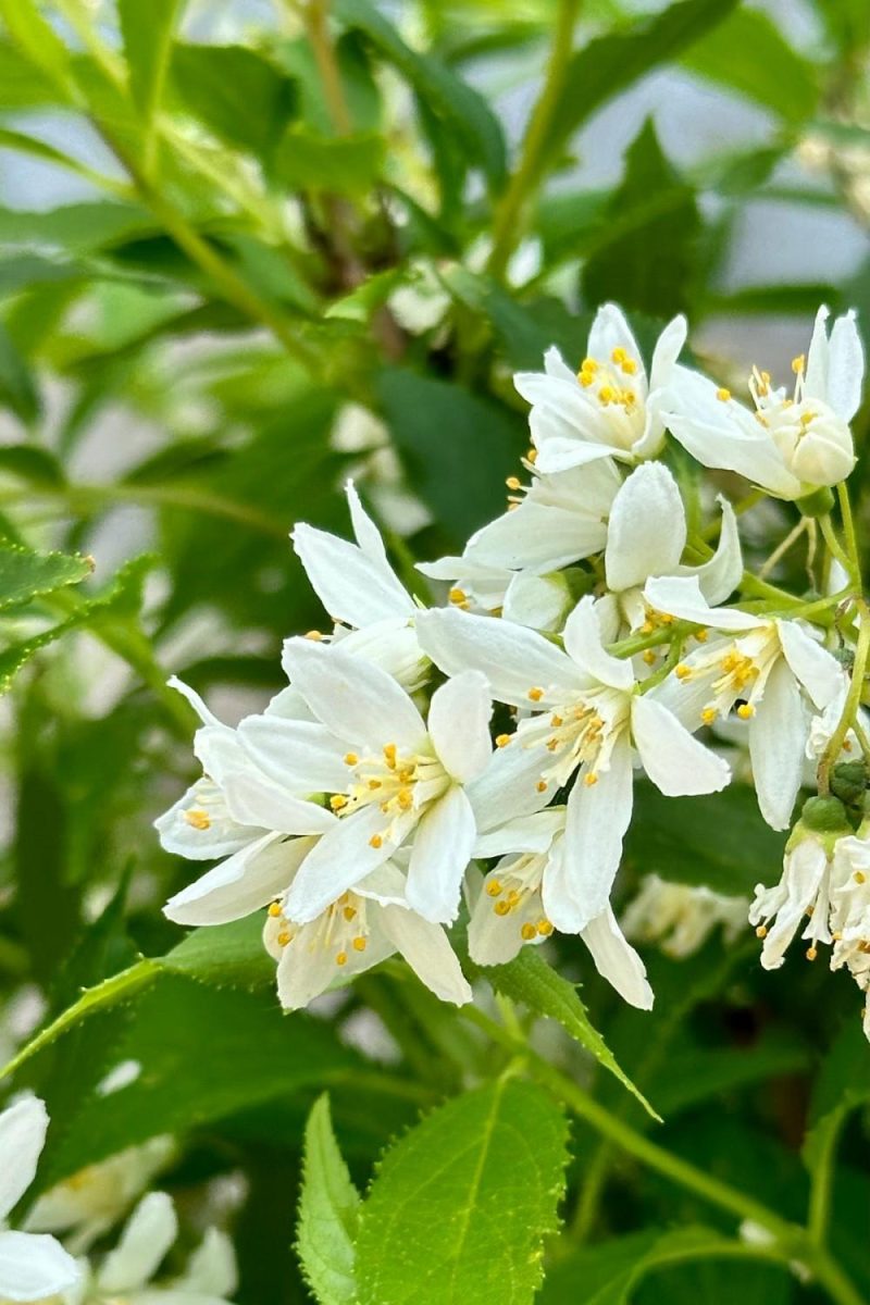 Outdoor Garden |   Deutzia ‘Yuki Snowflake’ #3 Garden Outdoor Garden