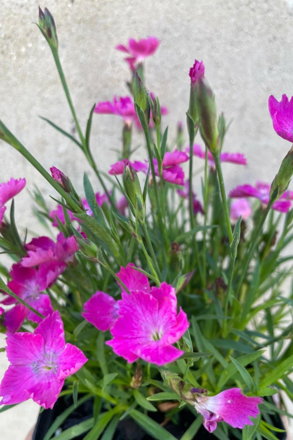 Outdoor Garden |   Dianthus ‘Beauties Kahori’ 1Qt Garden Outdoor Garden