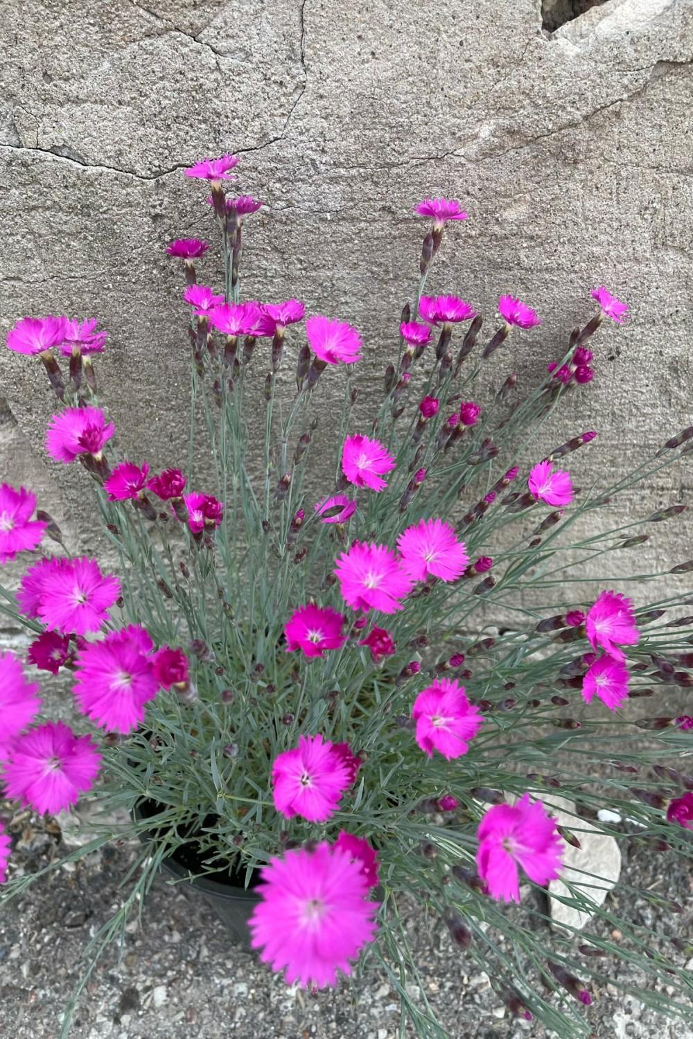 Outdoor Garden |   Dianthus ‘Firewitch’ #1 Garden Outdoor Garden