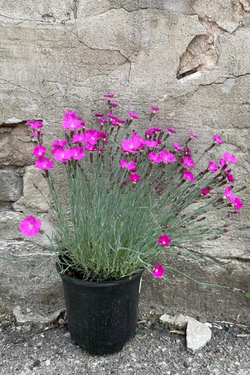 Outdoor Garden |   Dianthus ‘Firewitch’ #1 Garden Outdoor Garden