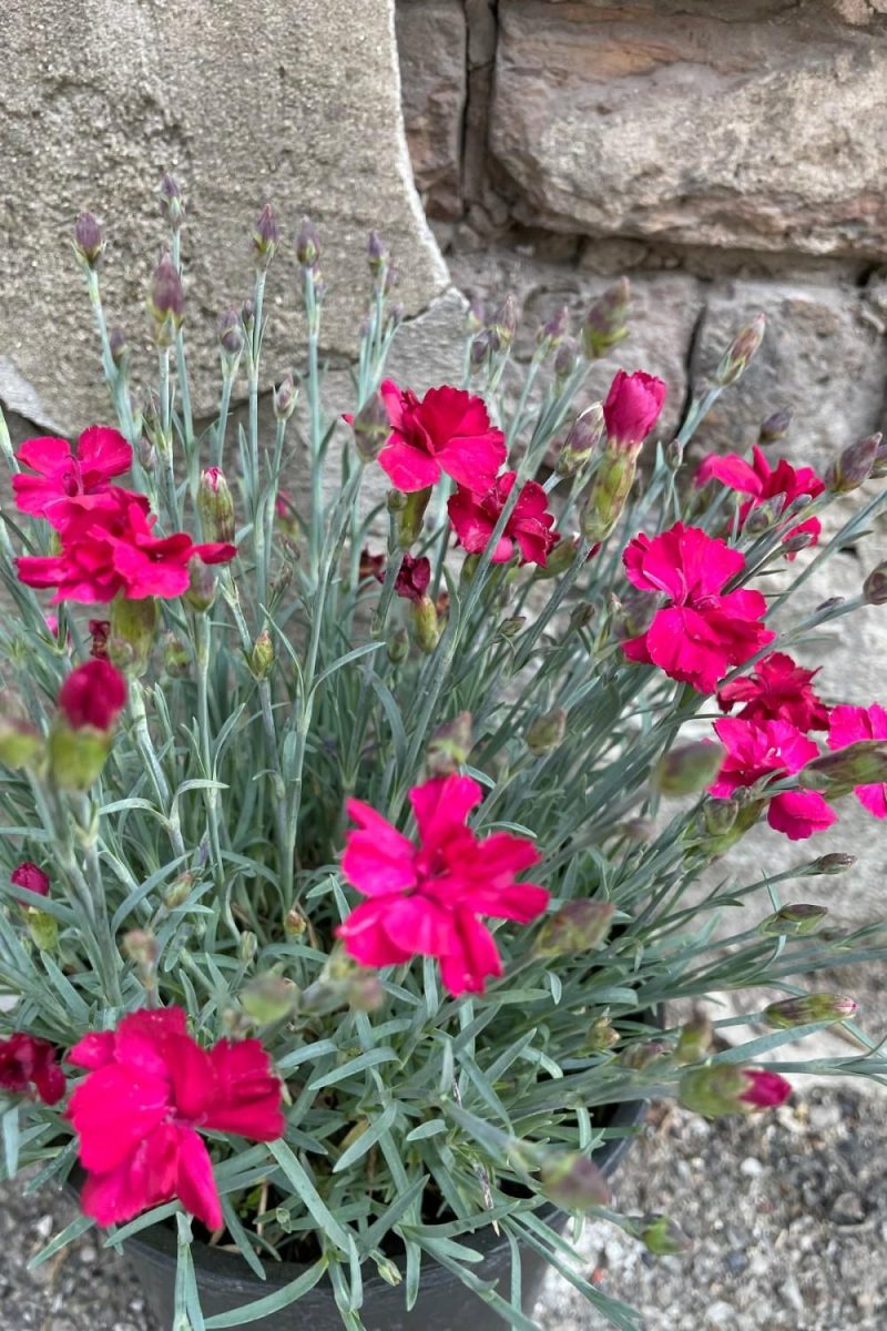 Outdoor Garden |   Dianthus ‘Frosty Fire’ #1 Garden Outdoor Garden