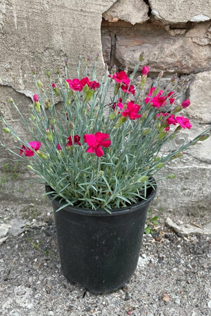 Outdoor Garden |   Dianthus ‘Frosty Fire’ #1 Garden Outdoor Garden