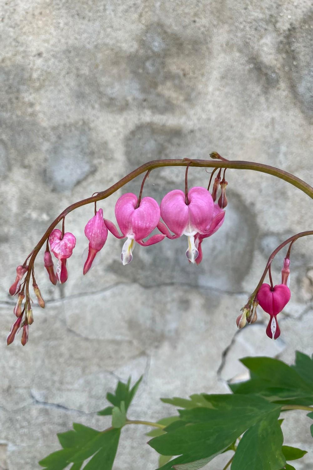 Outdoor Garden |   Dicentra Spectabillis #1 Garden Outdoor Garden