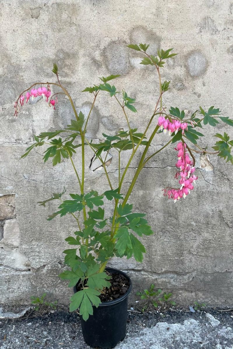 Outdoor Garden |   Dicentra Spectabillis #1 Garden Outdoor Garden