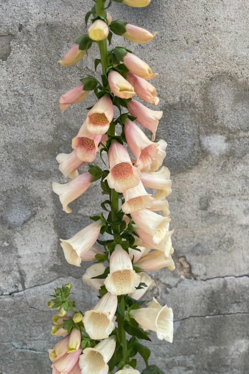 Outdoor Garden |   Digitalis ‘Dalmatian Peach’ #1 Garden Outdoor Garden