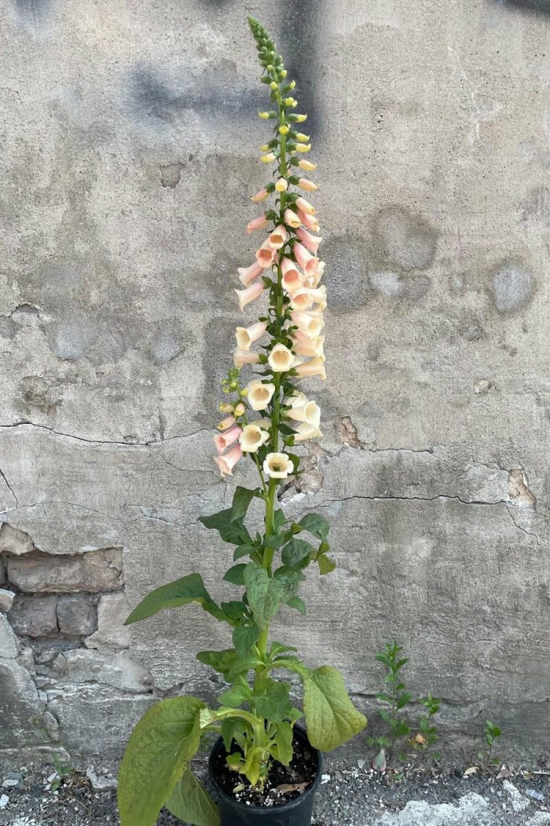 Outdoor Garden |   Digitalis ‘Dalmatian Peach’ #1 Garden Outdoor Garden