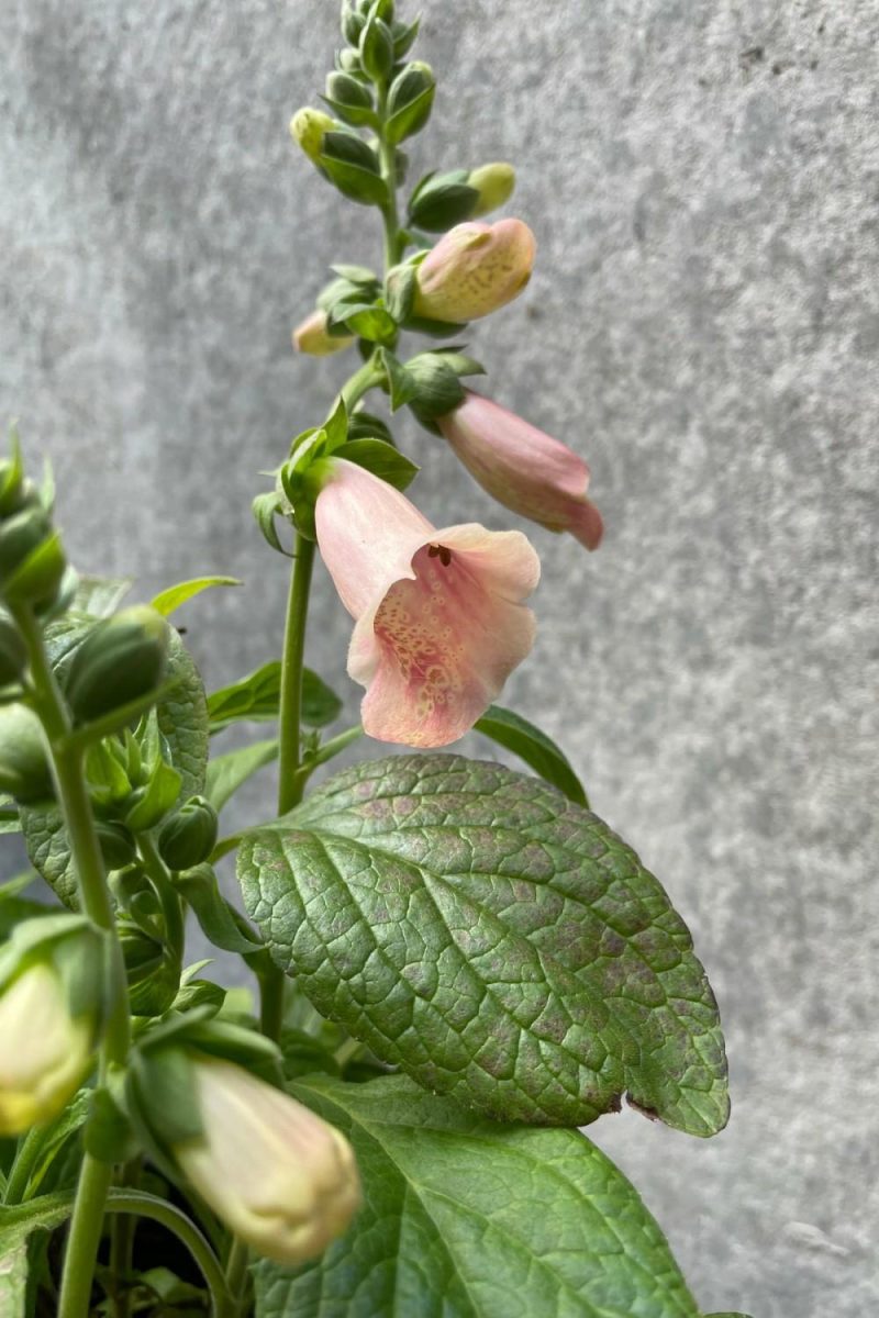 Outdoor Garden |   Digitalis ‘Dalmatian Peach’ #1 Garden Outdoor Garden