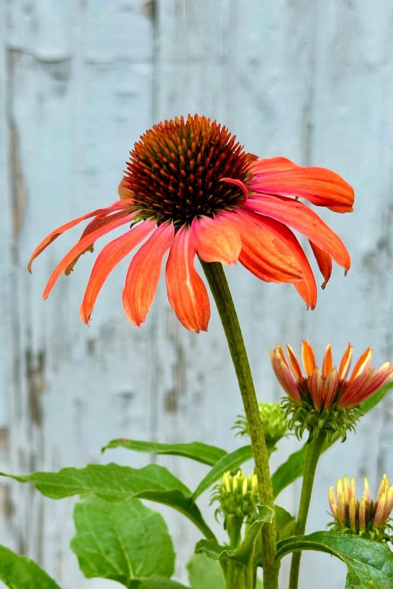 Outdoor Garden |   Echinacea ‘Julia’ #1 Garden Outdoor Garden