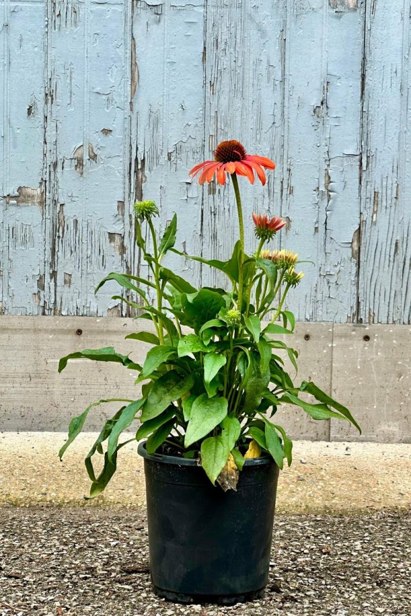 Outdoor Garden |   Echinacea ‘Julia’ #1 Garden Outdoor Garden