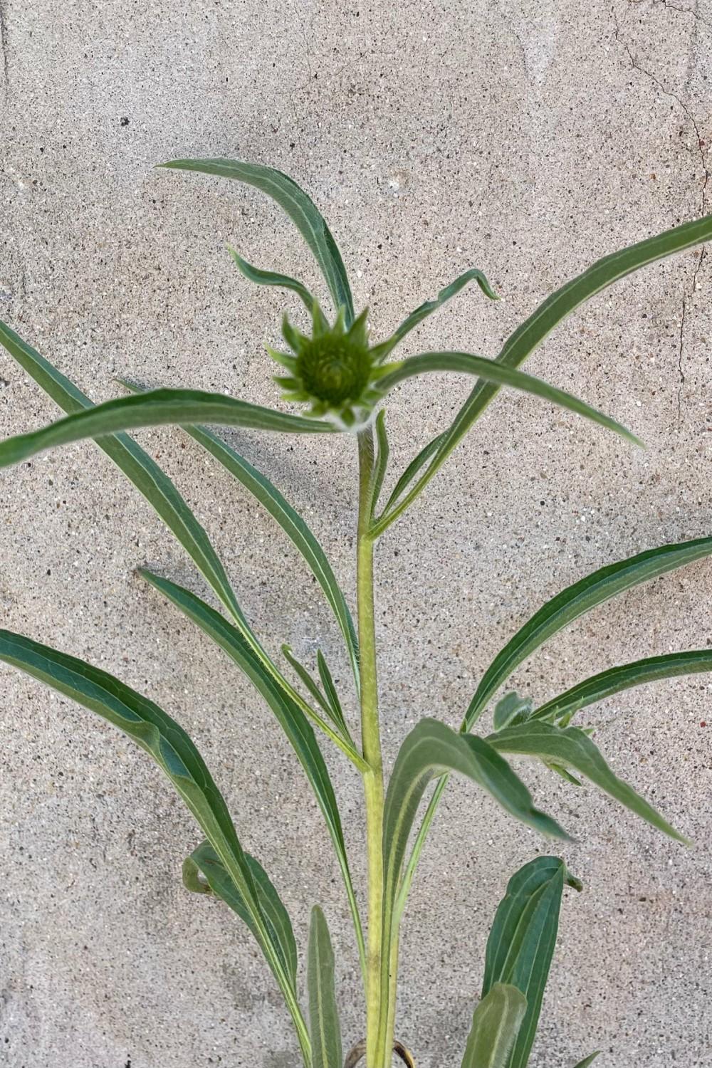 Outdoor Garden |   Echinacea Pallida 1Qt Garden Outdoor Garden