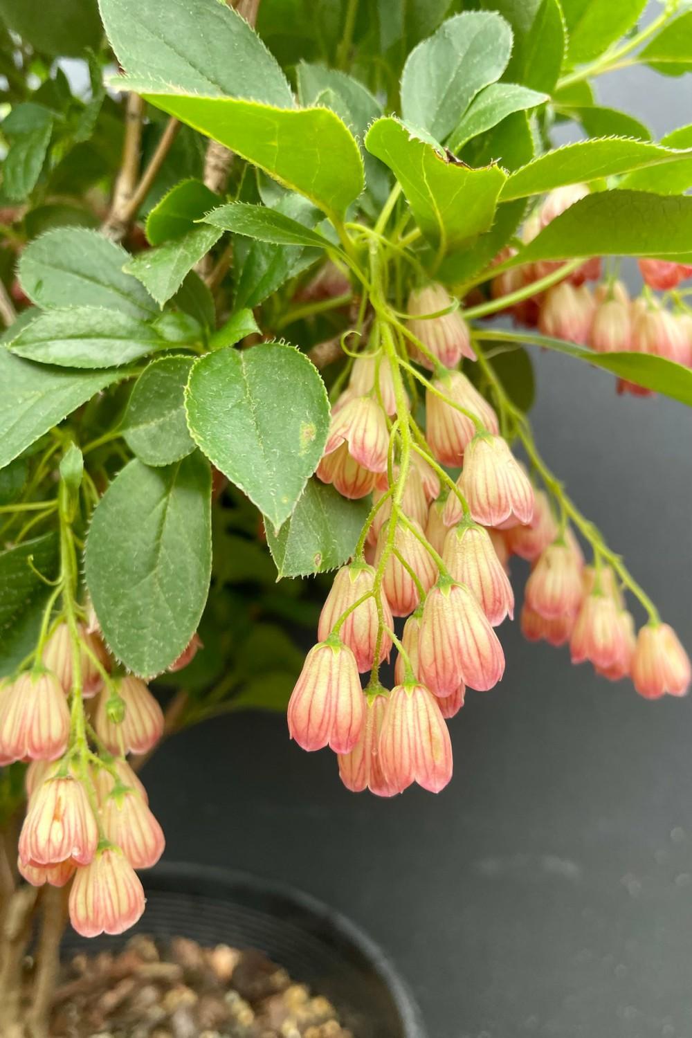 Outdoor Garden |   Enkianthus C. ‘Jan Iseli Red’ #3 Garden Outdoor Garden