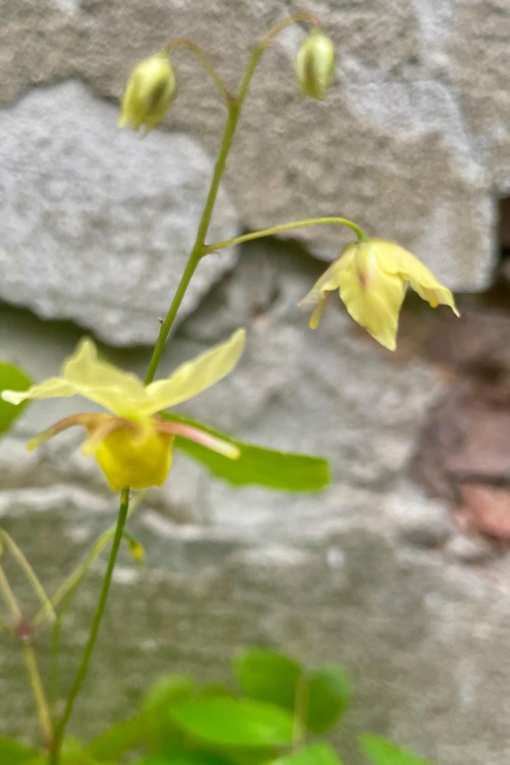 Outdoor Garden |   Epimedium X V. ‘sulphureum’ #1 Garden Outdoor Garden