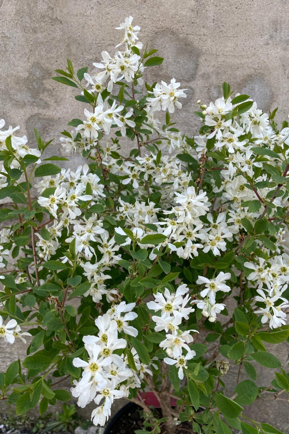 Outdoor Garden |   Exochorda M. ‘Lotus Moon’ #2 Garden Outdoor Garden