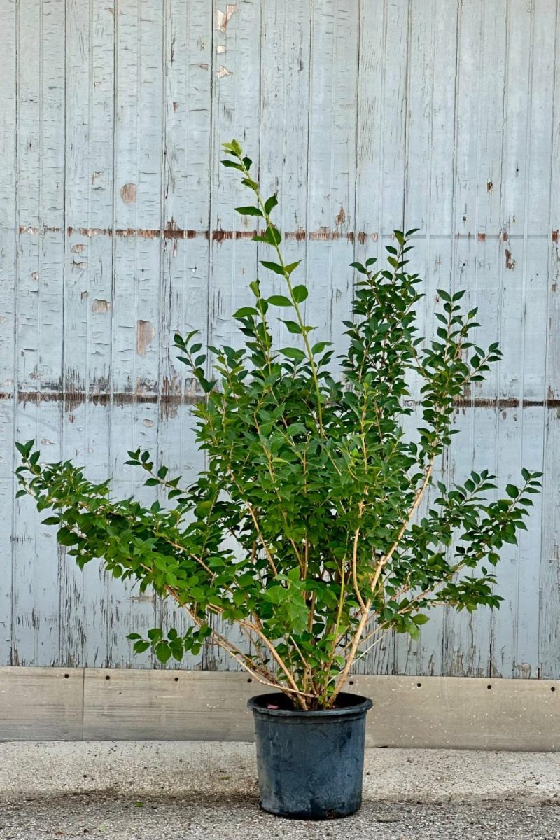 Outdoor Garden |   Forsythia ‘Northern Gold’ #5 Garden Outdoor Garden