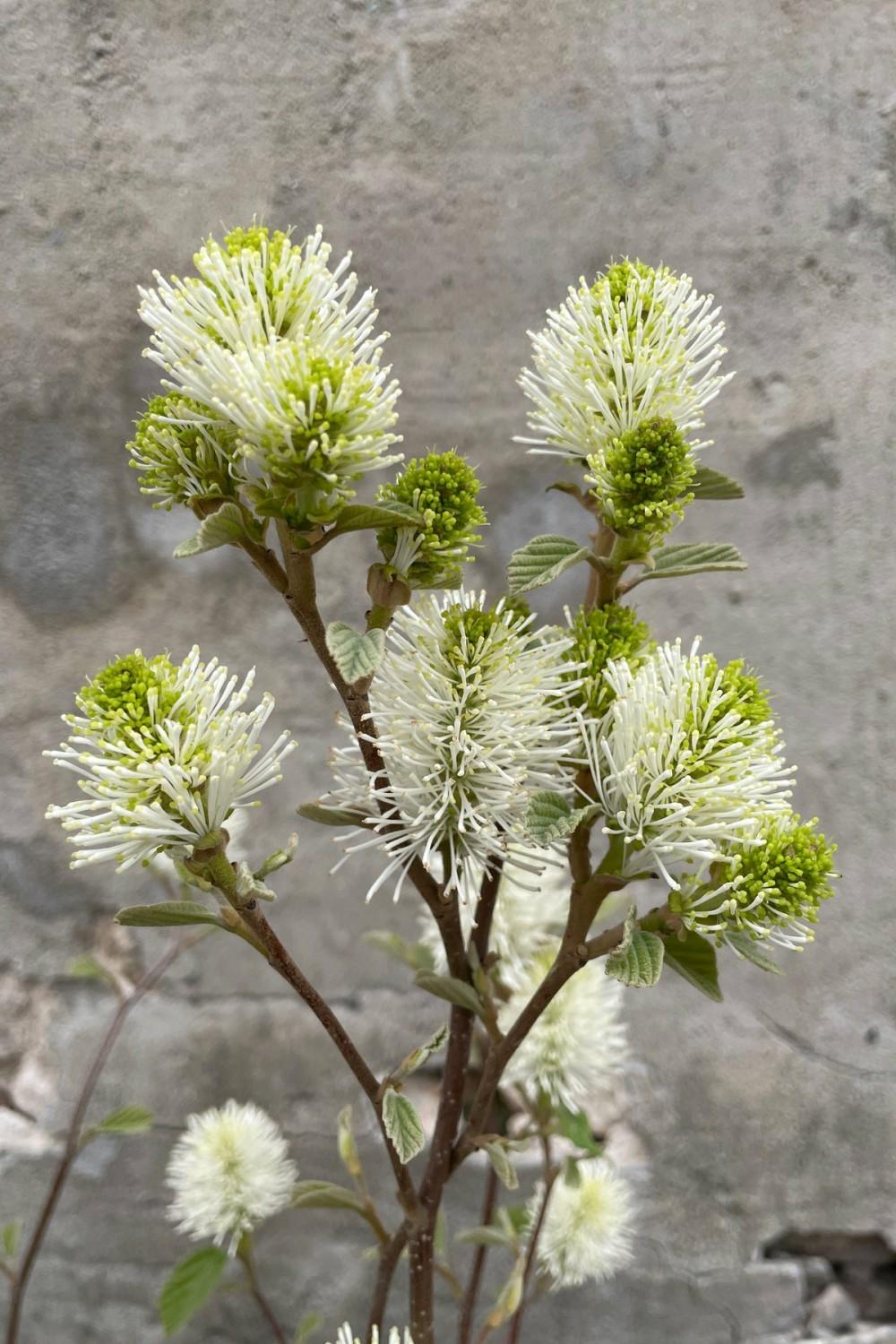 Outdoor Garden |   Fothergilla Gardenii #2 Garden Outdoor Garden