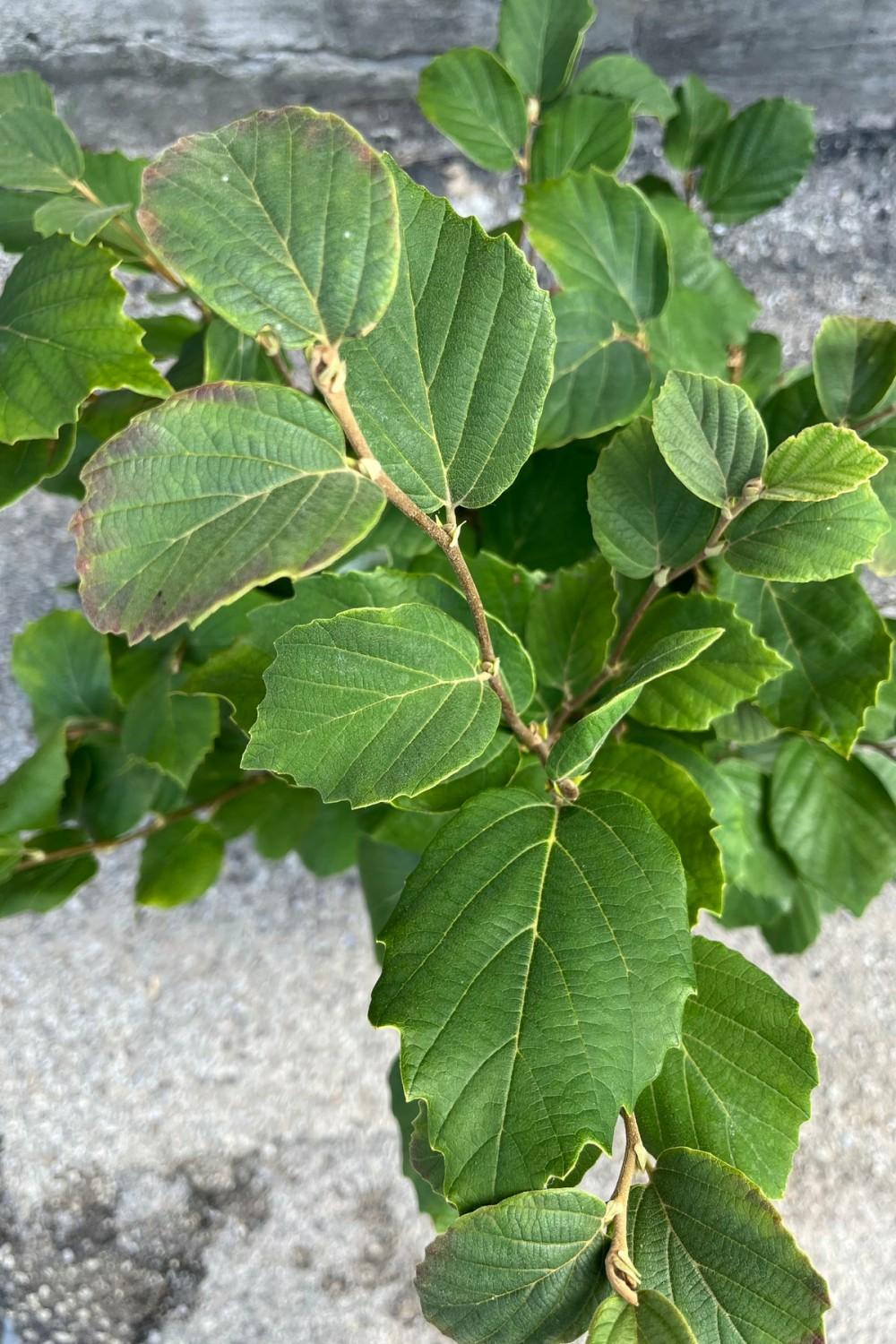 Outdoor Garden |   Fothergilla M. ‘Mount Airy’ #2 Garden Outdoor Garden