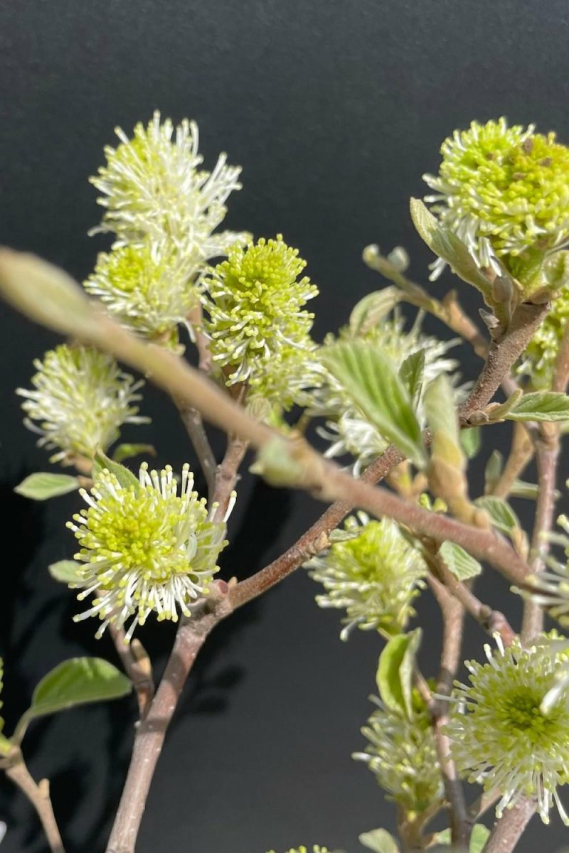 Outdoor Garden |   Fothergilla M. ‘Mount Airy’ #2 Garden Outdoor Garden