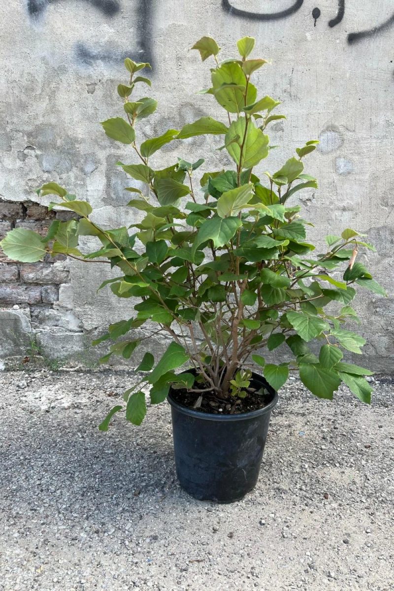 Outdoor Garden |   Fothergilla M. ‘Mount Airy’ #2 Garden Outdoor Garden