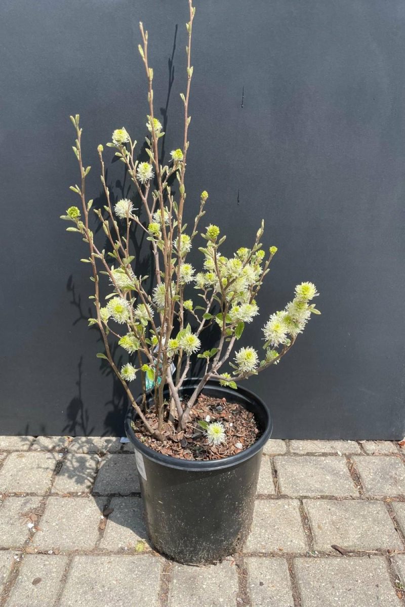 Outdoor Garden |   Fothergilla M. ‘Mount Airy’ #2 Garden Outdoor Garden