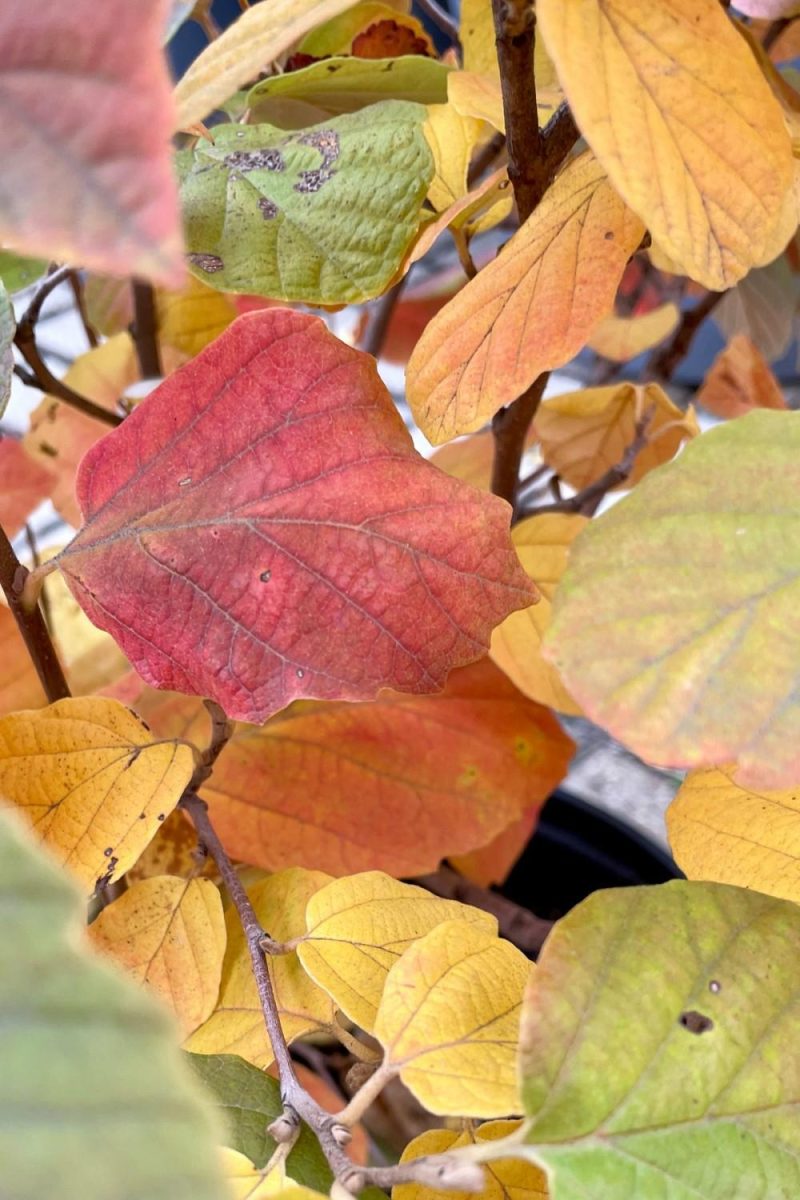 Outdoor Garden |   Fothergilla M. ‘Mount Airy’ #2 Garden Outdoor Garden