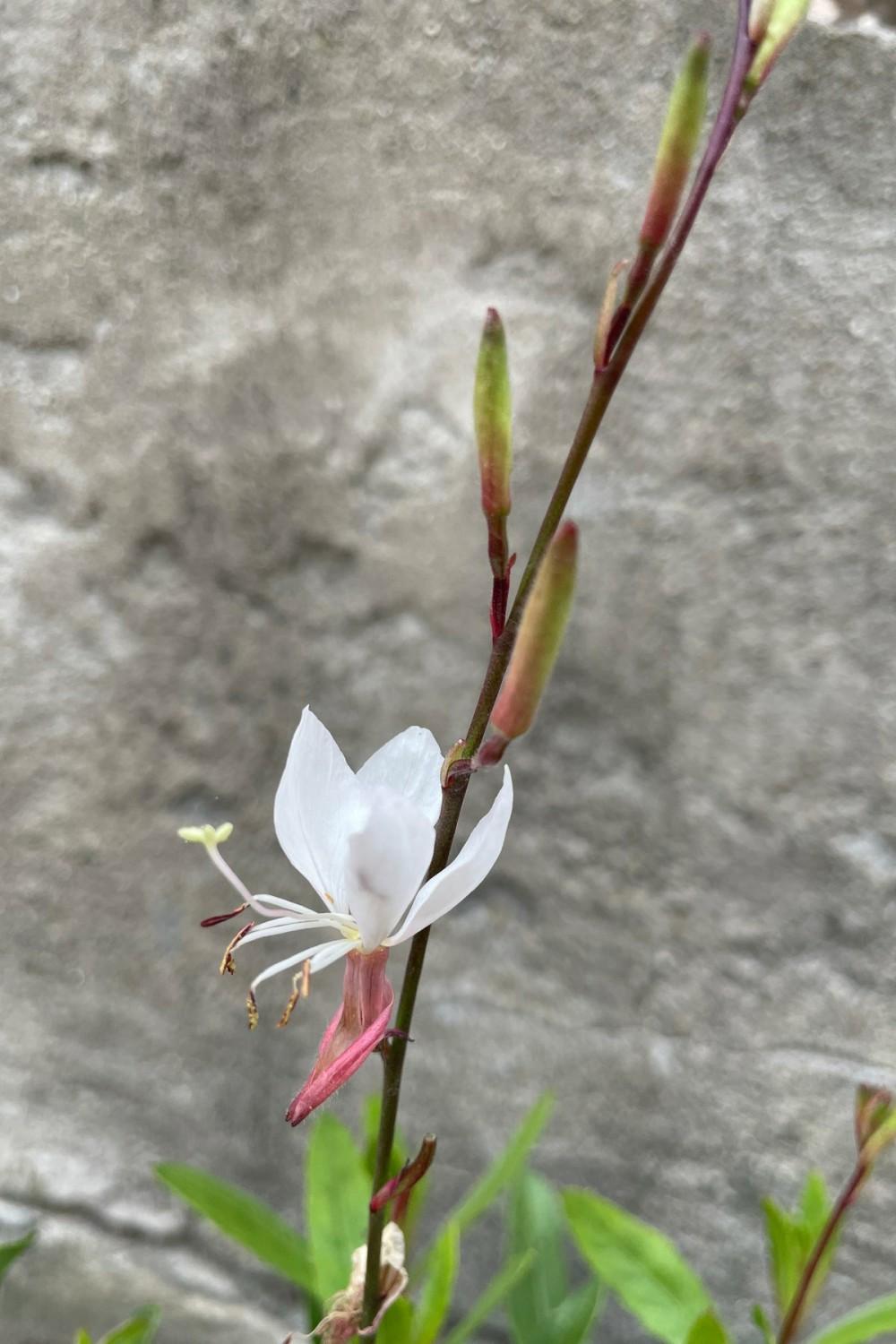 Outdoor Garden |   Gaura L. ‘Whirling Butterflies’ #1 Garden Outdoor Garden