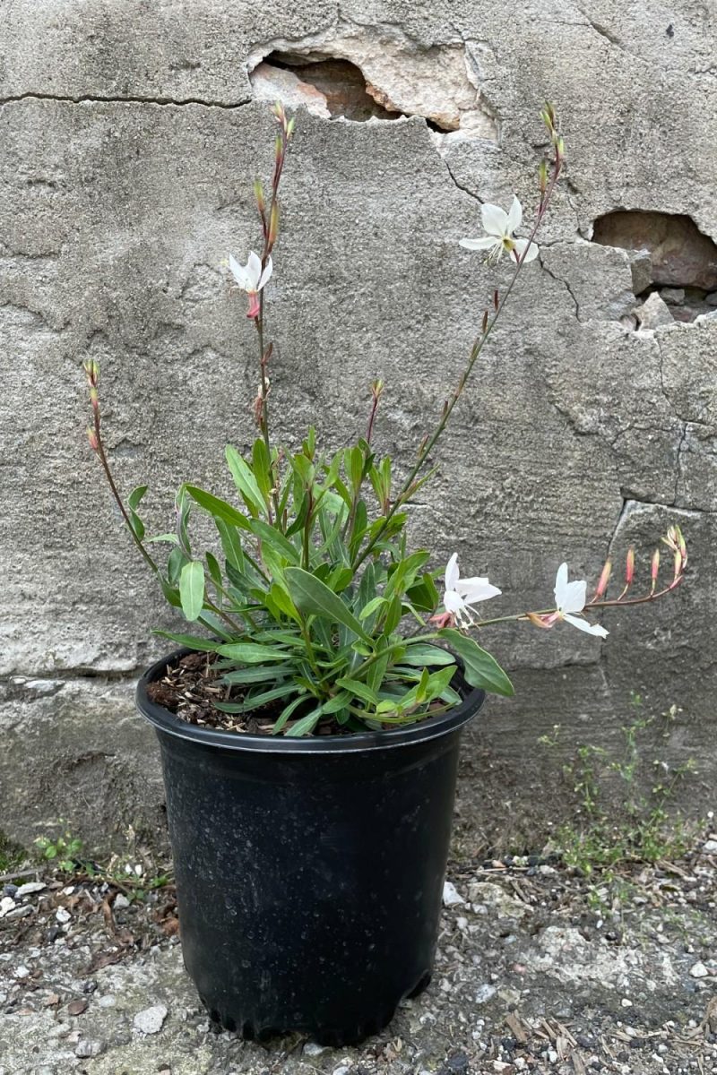 Outdoor Garden |   Gaura L. ‘Whirling Butterflies’ #1 Garden Outdoor Garden