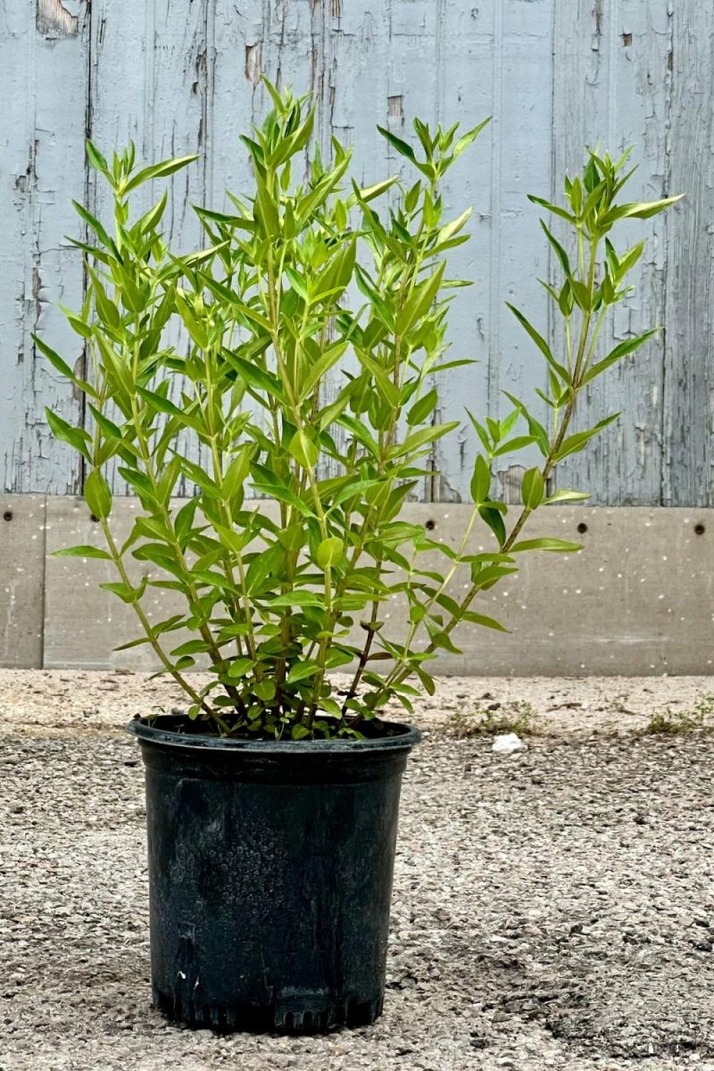 Outdoor Garden |   Gentiana ‘True Blue’ #1 Garden Outdoor Garden