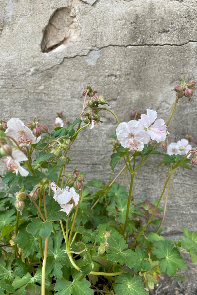 Outdoor Garden |   Geranium ‘Biokovo’ #1 Garden Outdoor Garden