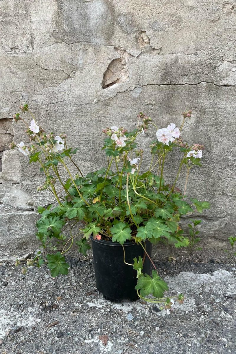 Outdoor Garden |   Geranium ‘Biokovo’ #1 Garden Outdoor Garden