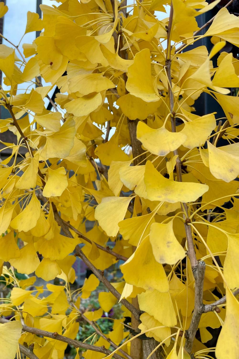 Outdoor Garden |   Gingko B. ‘Autumn Gold’ #10 Garden Outdoor Garden