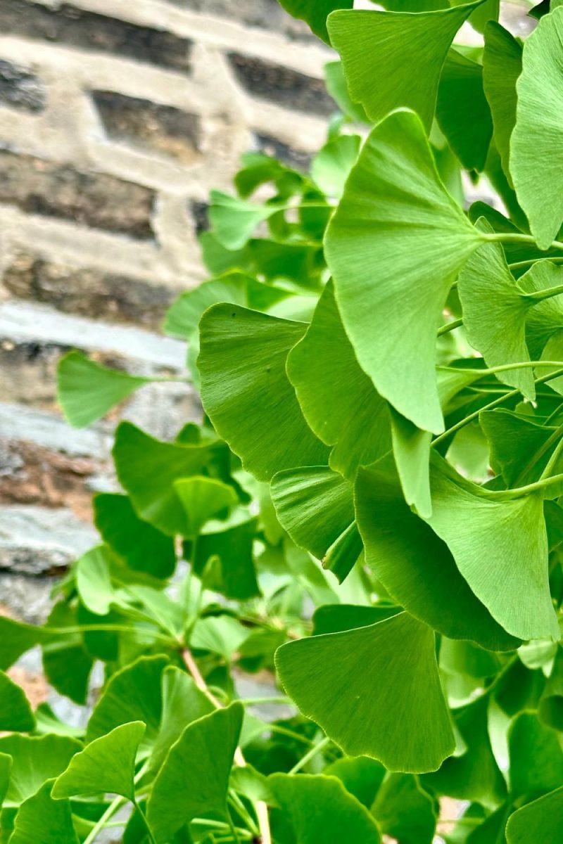 Outdoor Garden |   Gingko B. ‘Autumn Gold’ #10 Garden Outdoor Garden