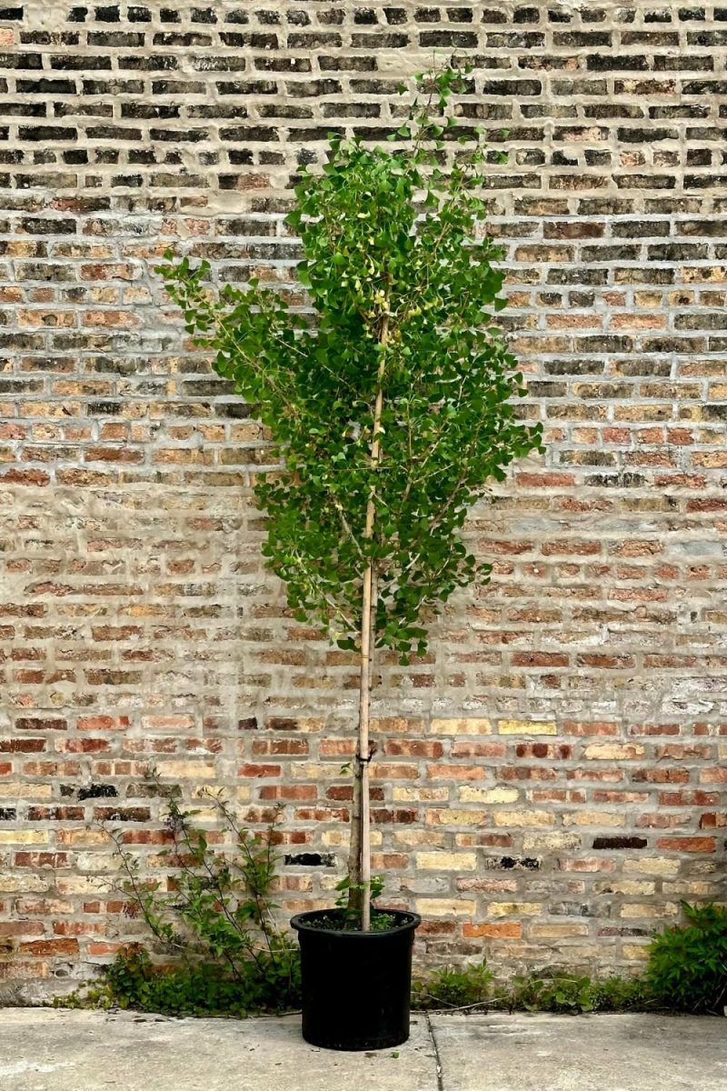 Outdoor Garden |   Gingko B. ‘Autumn Gold’ #10 Garden Outdoor Garden