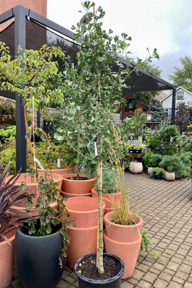 Outdoor Garden |   Gingko B. ‘Autumn Gold’ #10 Garden Outdoor Garden