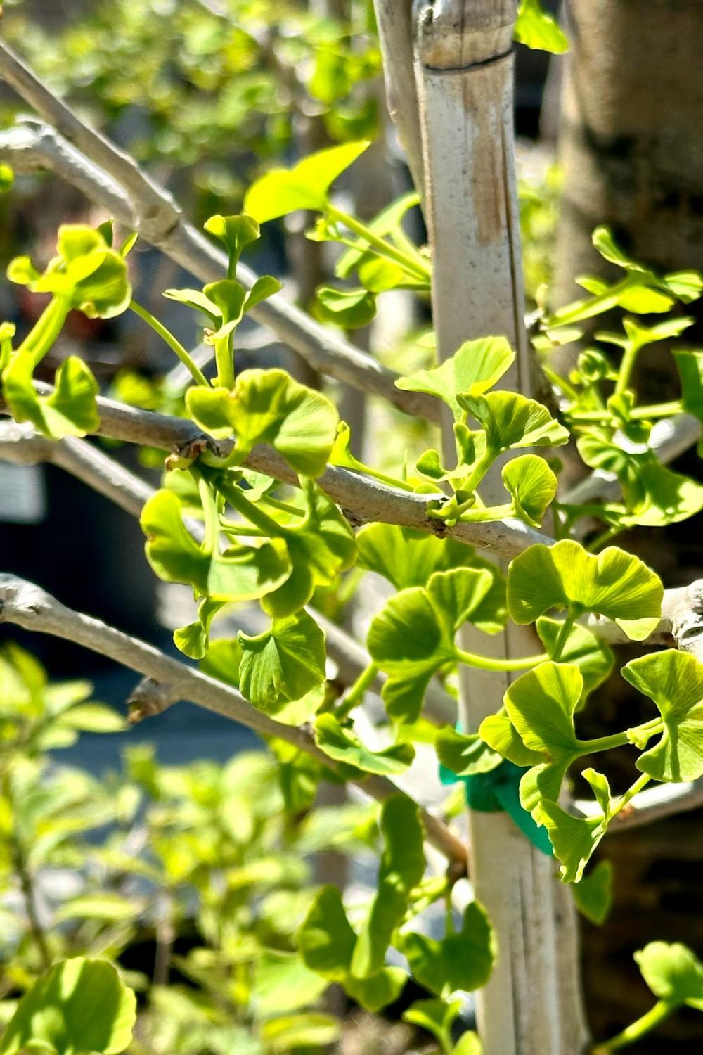 Outdoor Garden |   Ginkgo B. ‘Jade Butterflies’ #6 Garden Outdoor Garden