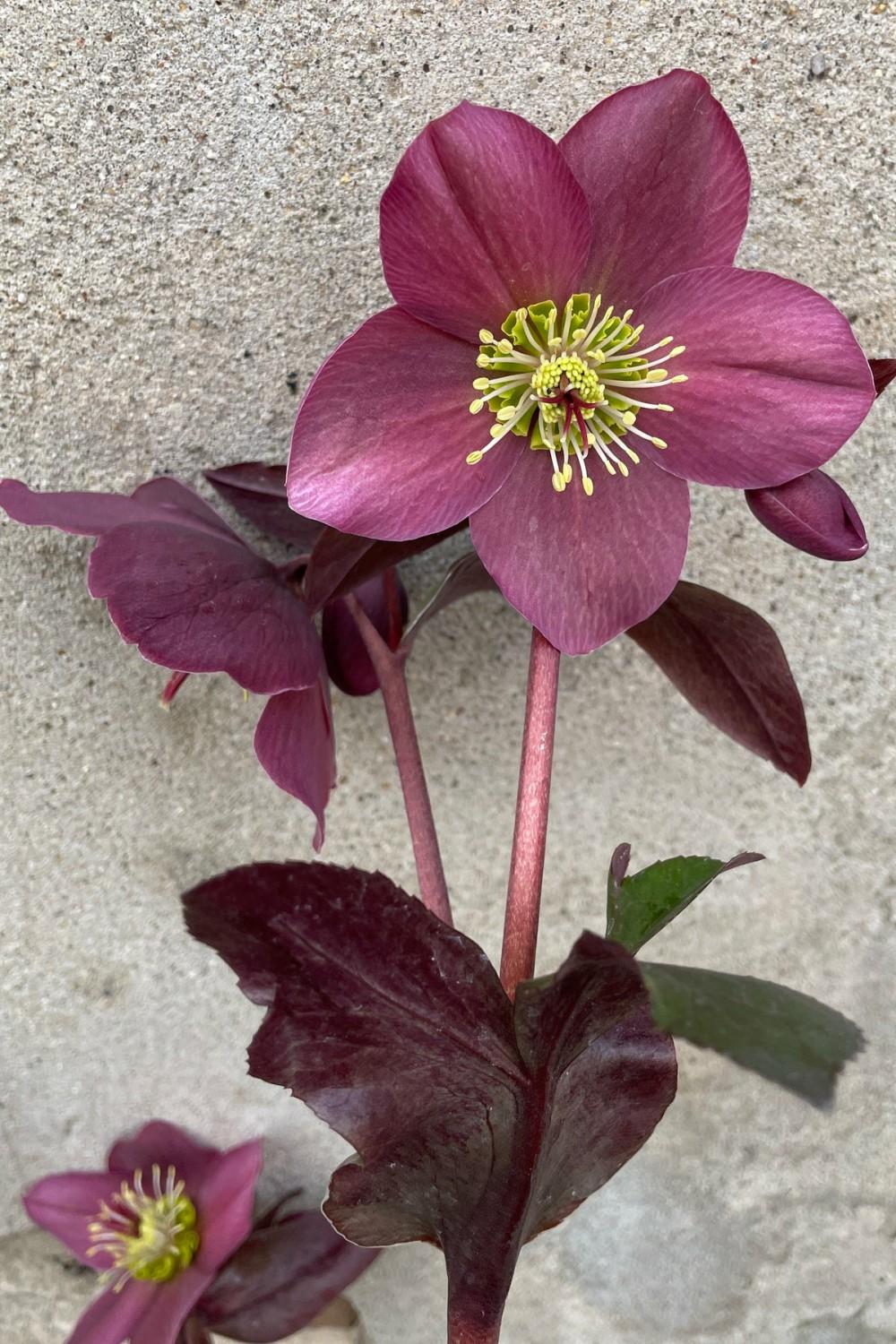 Outdoor Garden |   Helleborus ‘Anna’s Red’ #1 Garden Outdoor Garden