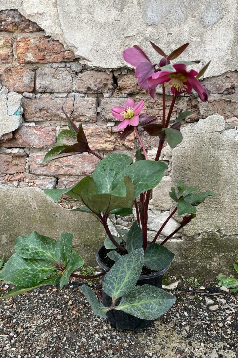 Outdoor Garden |   Helleborus ‘Anna’s Red’ #1 Garden Outdoor Garden