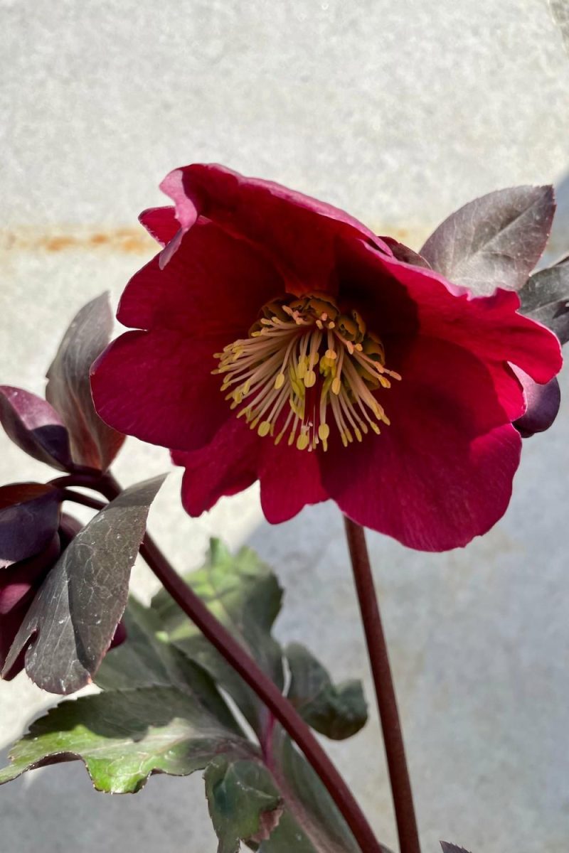 Outdoor Garden |   Helleborus ‘Anna’s Red’ #1 Garden Outdoor Garden